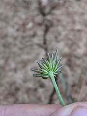Lomatium bicolor leptocarpum