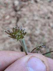 Lomatium bicolor leptocarpum