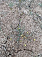 Lomatium bicolor leptocarpum