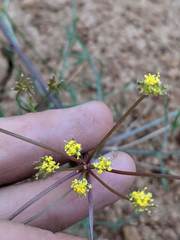 Lomatium bicolor leptocarpum