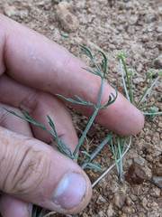 Lomatium bicolor leptocarpum