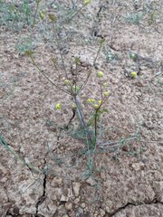 Lomatium bicolor leptocarpum