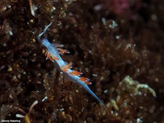 Flabellina dushia