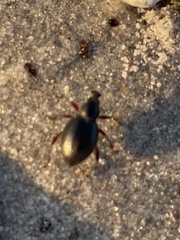 Otiorhynchus atroapterus