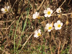 Oxalis viscosa