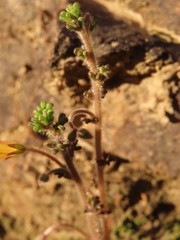 Oxalis viscosa