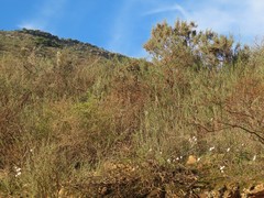 Oxalis viscosa