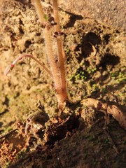 Oxalis viscosa