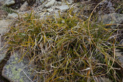 Carex wakatipu