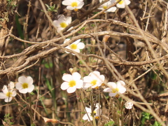 Oxalis viscosa