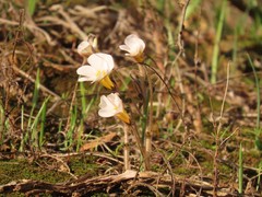 Oxalis viscosa