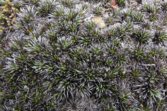 Celmisia laricifolia