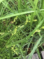Carex albolutescens