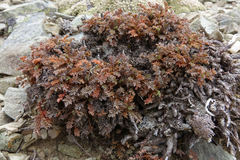Acaena saccaticupula