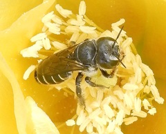 Lithurgopsis echinocacti