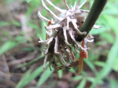 Akanthomyces aculeatus