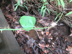 Akanthomyces aculeatus