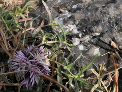 Lepidagathis trinervis