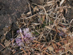 Lepidagathis trinervis