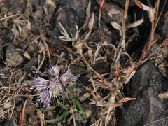 Lepidagathis trinervis