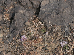 Lepidagathis trinervis