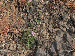 Lepidagathis trinervis