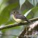 Sulphur-rumped Flycatcher - Photo (c) Scott Bowers, some rights reserved (CC BY-NC), uploaded by Scott Bowers