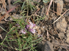 Lepidagathis trinervis