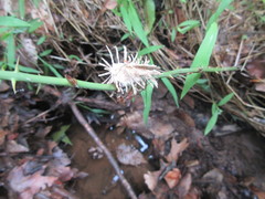 Akanthomyces aculeatus