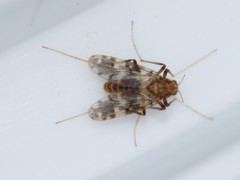 Psectrotanypus varius