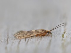 Agraylea