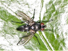 Gastrolepta anthracina