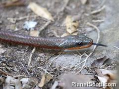 Phrynonax poecilonotus