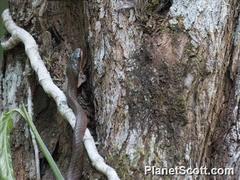 Phrynonax poecilonotus