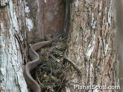 Phrynonax poecilonotus