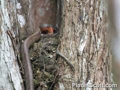 Phrynonax poecilonotus