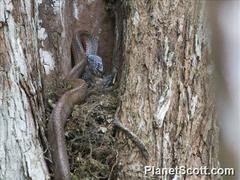 Phrynonax poecilonotus