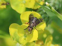 Platystoma seminationis