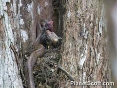 Phrynonax poecilonotus