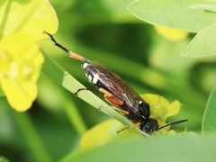 Macrophya rufipes