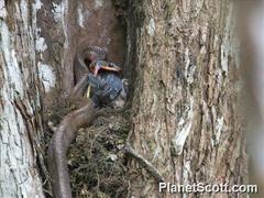 Phrynonax poecilonotus