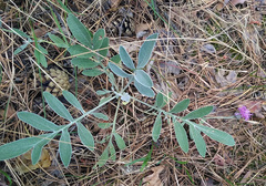 Psephellus marschallianus