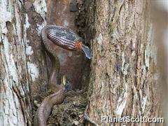 Phrynonax poecilonotus