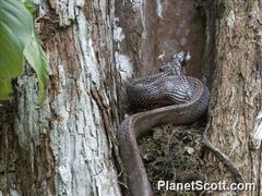 Phrynonax poecilonotus