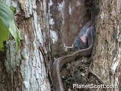 Phrynonax poecilonotus