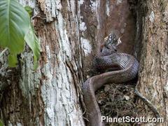 Phrynonax poecilonotus