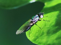 Microchrysa polita