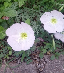 Oenothera speciosa