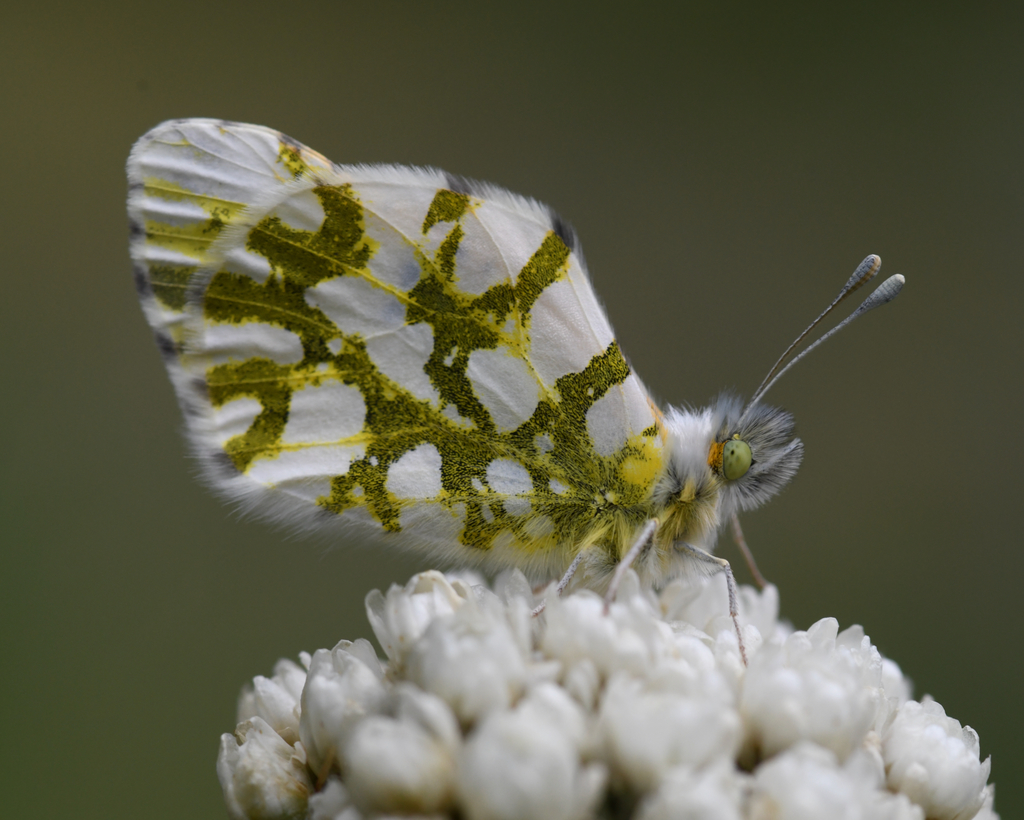 Dappled Whites