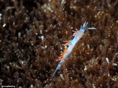 Flabellina dushia